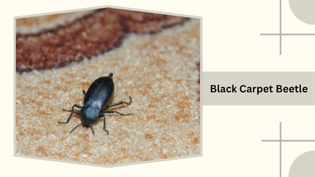 Black Carpet Beetle