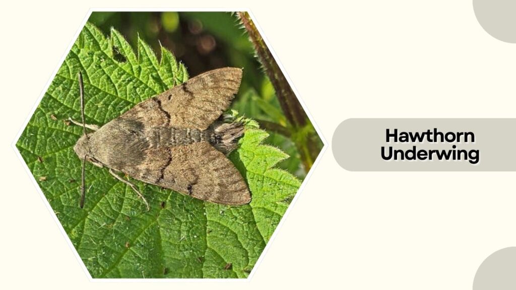 Hawthorn Underwing