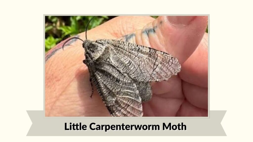  Little Carpenterworm Moth