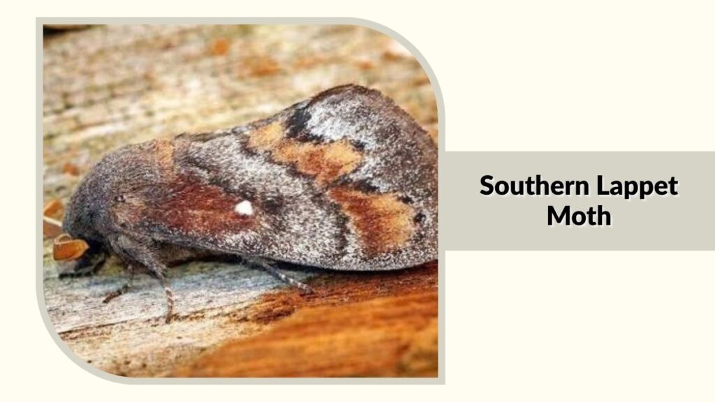 Southern Lappet Moth