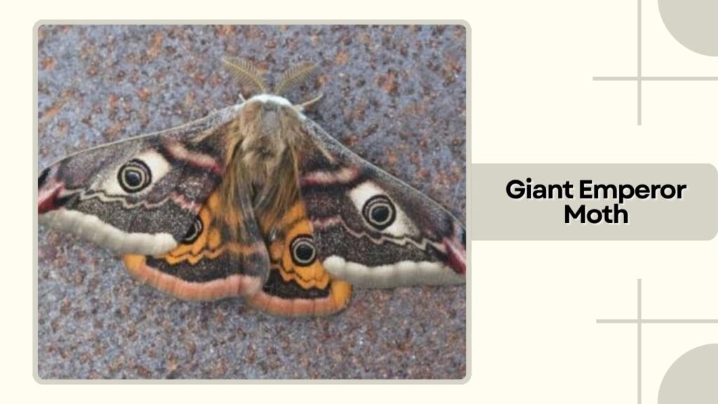 Giant Emperor Moth