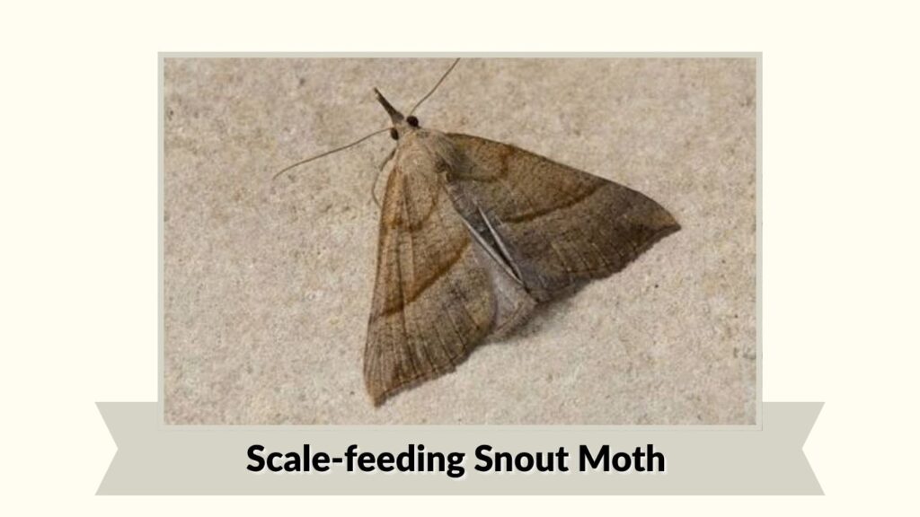 Scale-feeding Snout Moth