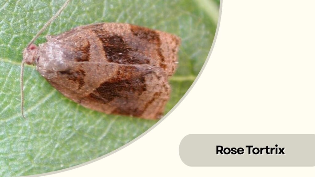Rose Tortrix