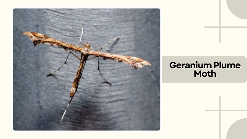 Geranium Plume Moth