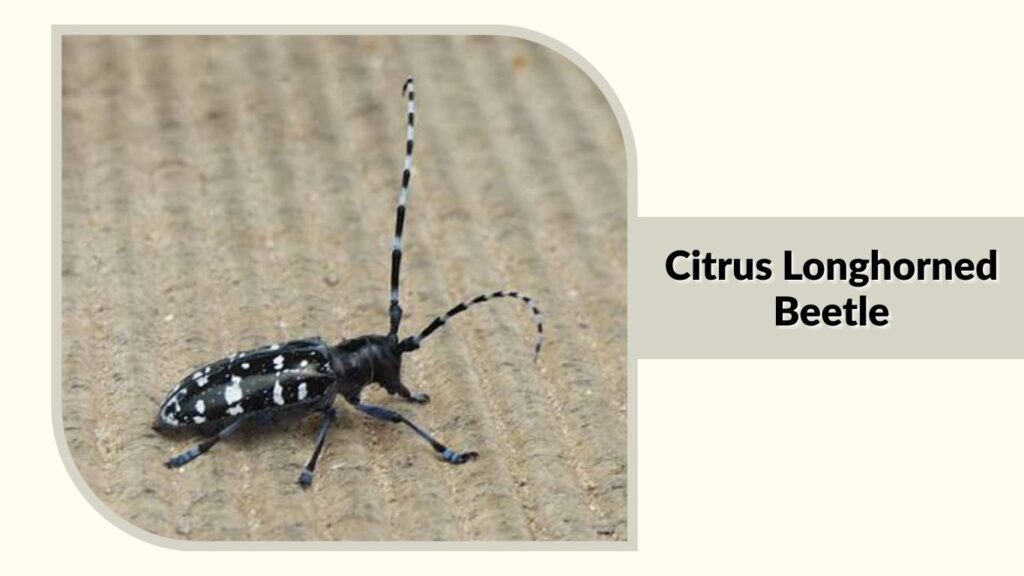 Citrus Longhorned Beetle