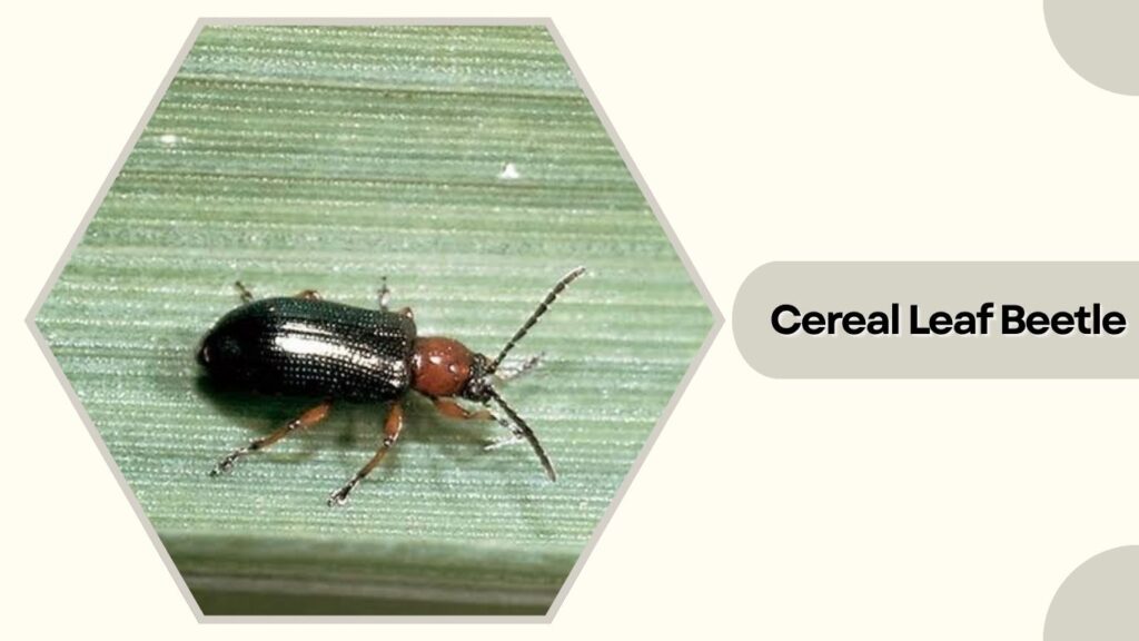 Cereal Leaf Beetle