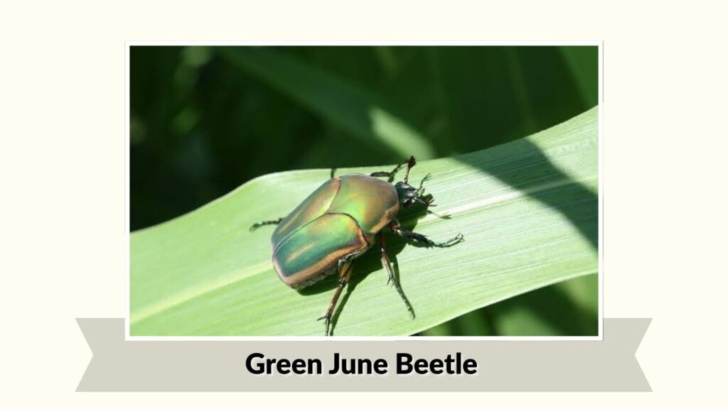 Green June Beetle