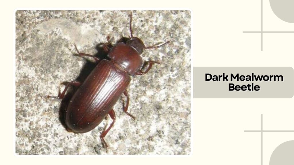 Dark Mealworm Beetle