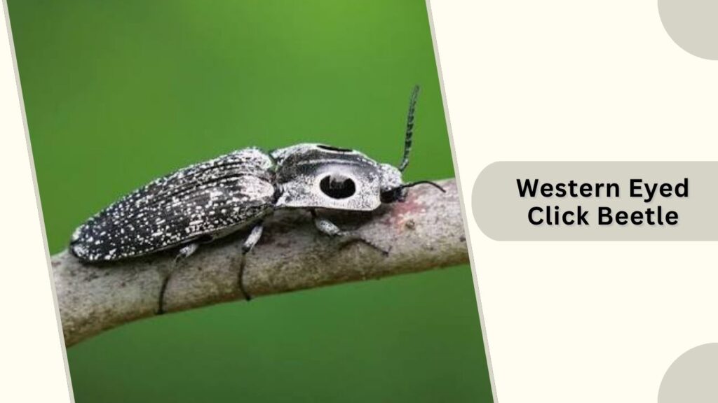 Western Eyed Click Beetle