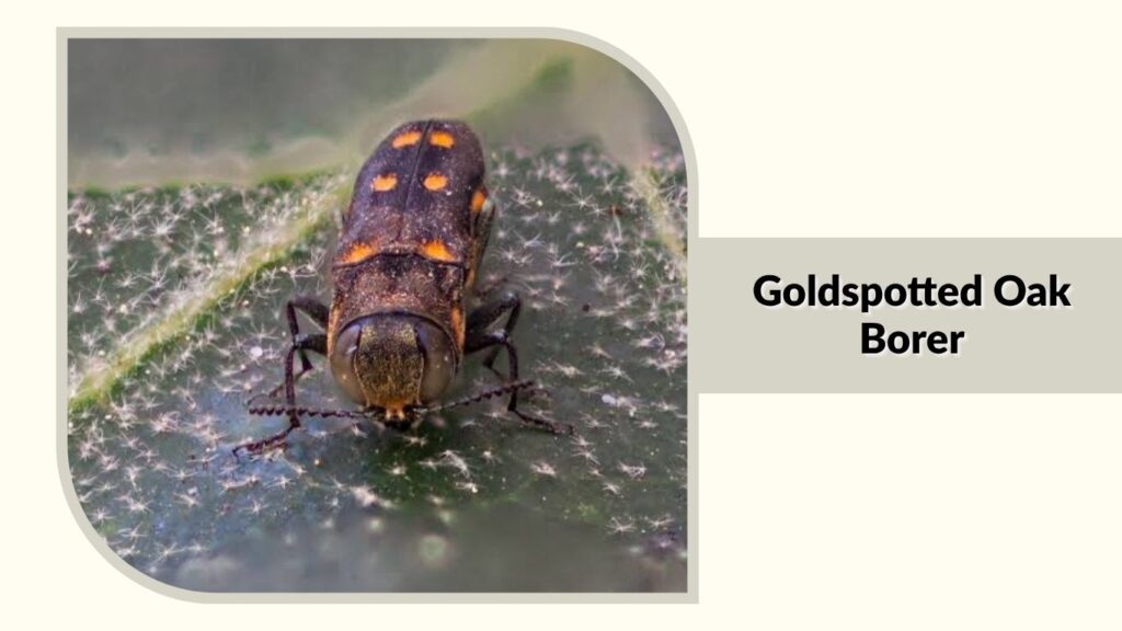 Goldspotted Oak Borer