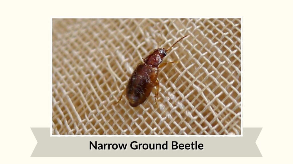 Narrow Ground Beetle