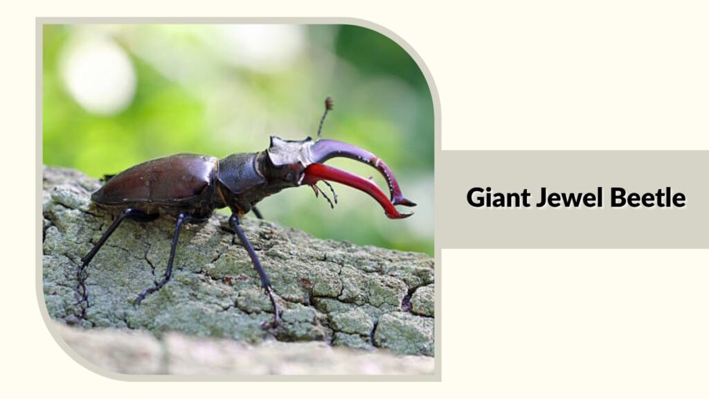 Giant Jewel Beetle