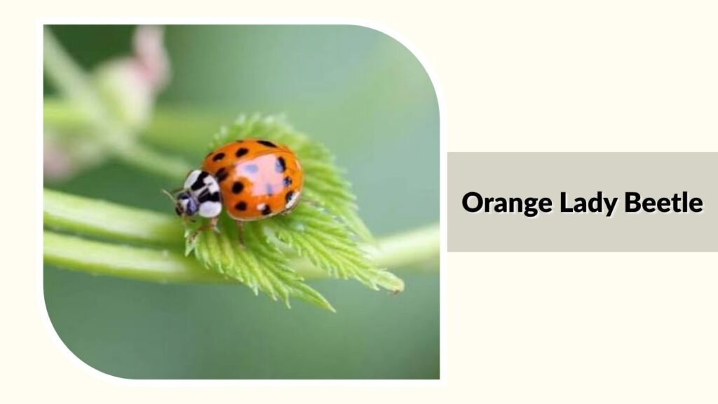 Orange Lady Beetle
