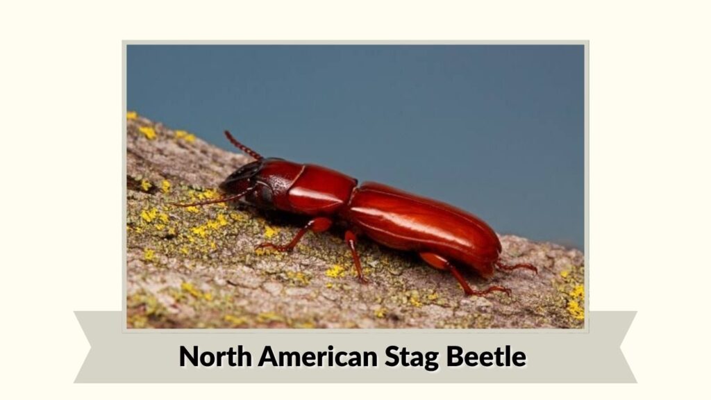 North American Stag Beetle