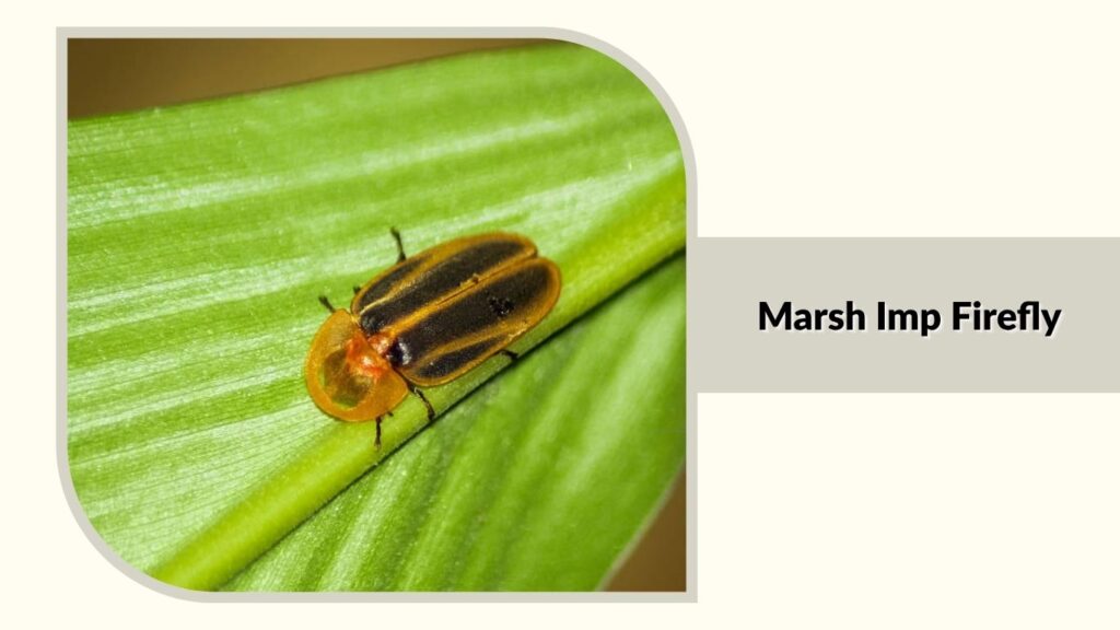 Marsh Imp Firefly