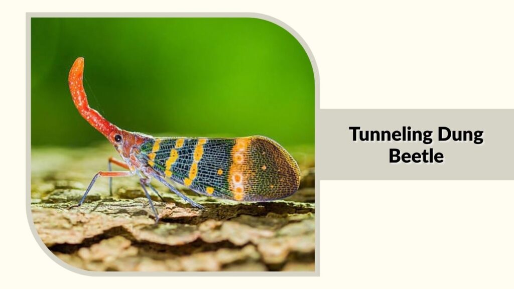  Tunneling Dung Beetle