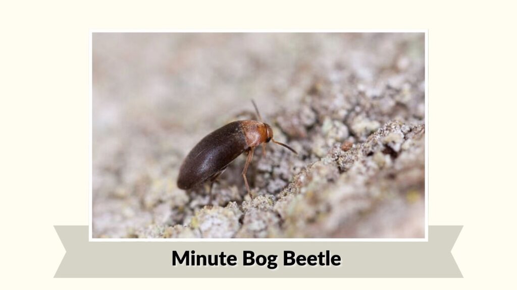 Minute Bog Beetle