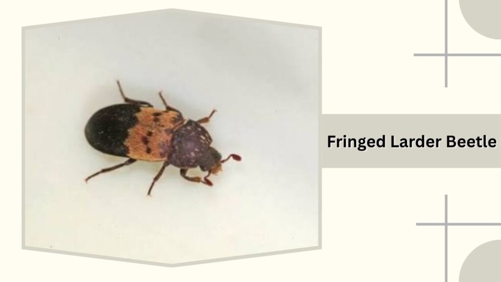  Fringed Larder Beetle
