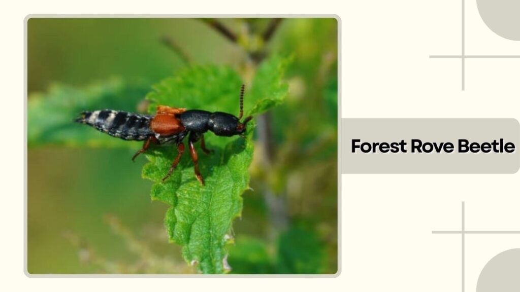 Forest Rove Beetle