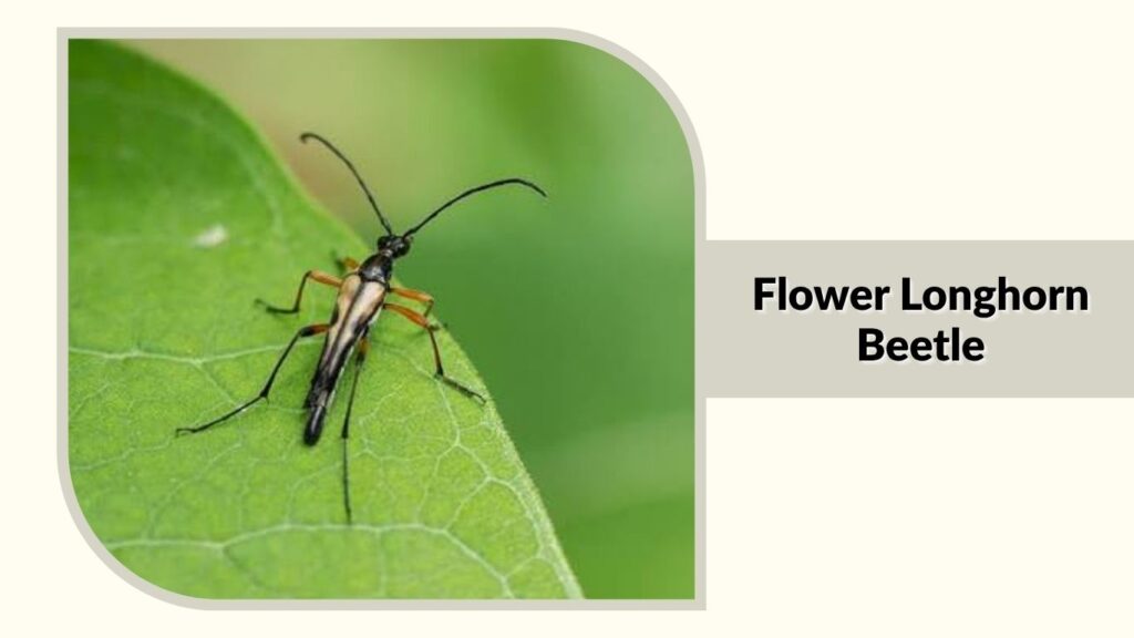 Flower Longhorn Beetle