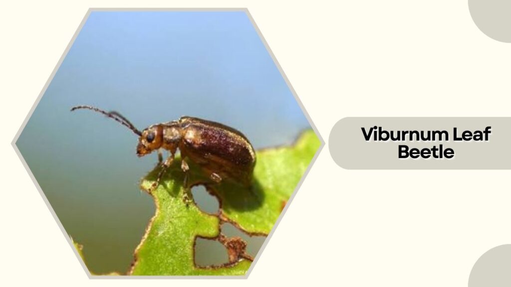 Viburnum Leaf Beetle