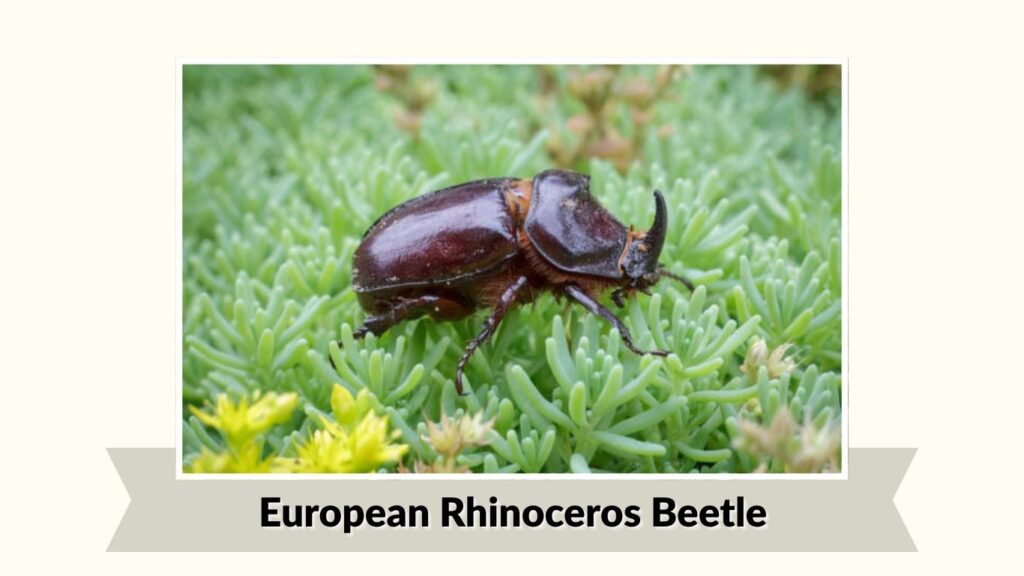 European Rhinoceros Beetle