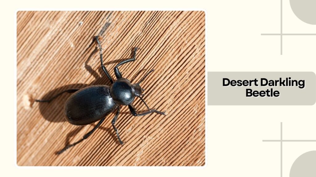 Desert Darkling Beetle