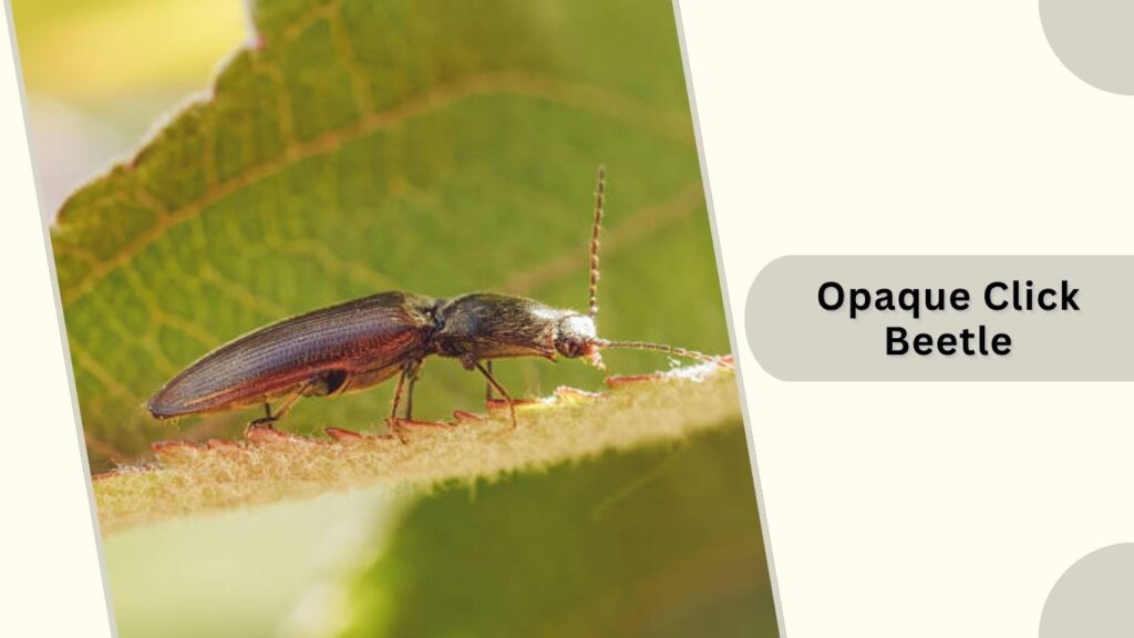 Opaque Click Beetle
