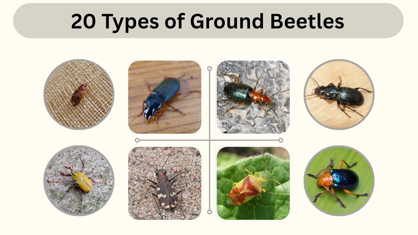 20 Types of Ground Beetles: Id, Pictures, Habitat & Facts