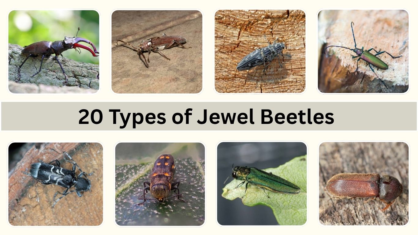 20 Types of Jewel Beetles: Id with Pictures and Facts