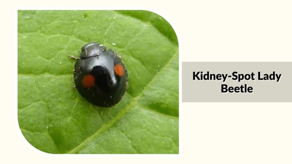 Kidney-Spot Lady Beetle