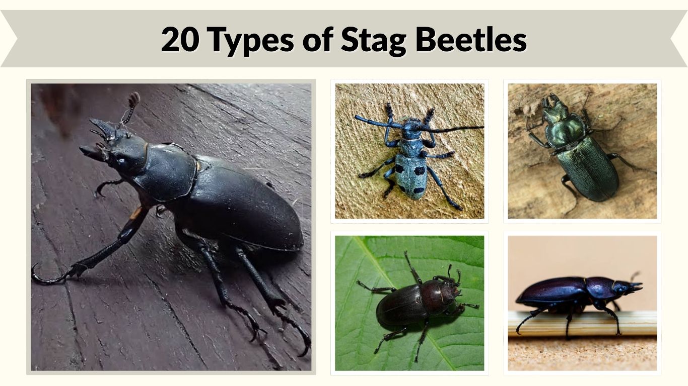 20 Types of Stag Beetles: Identification, Habitat & Facts