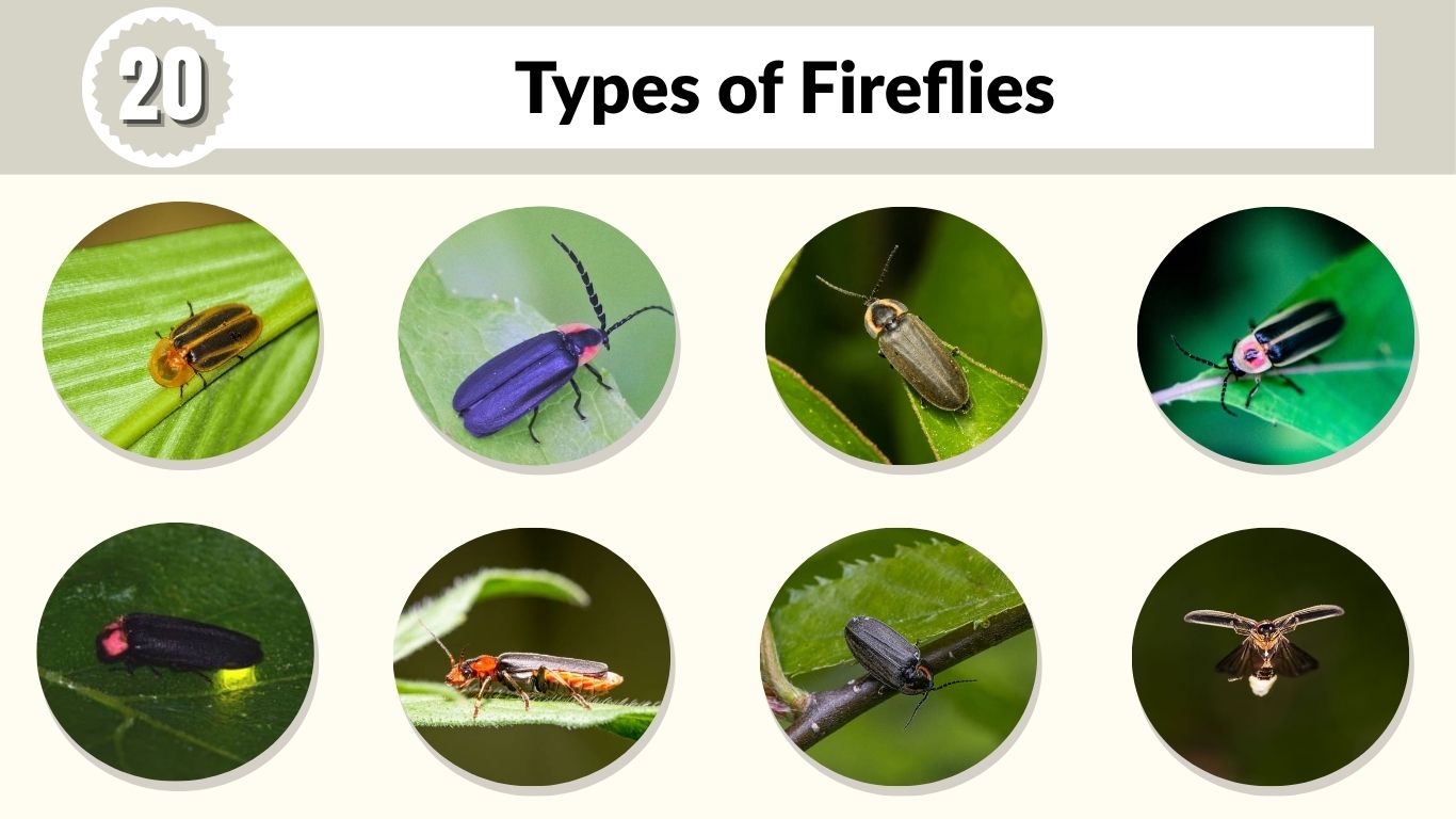 20 Types of Fireflies: Identification, Habitat & Facts