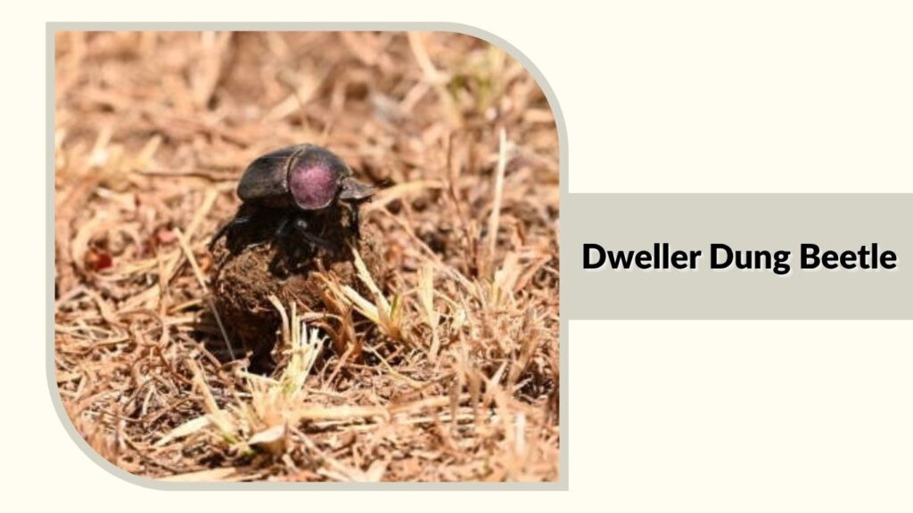 Dweller Dung Beetle