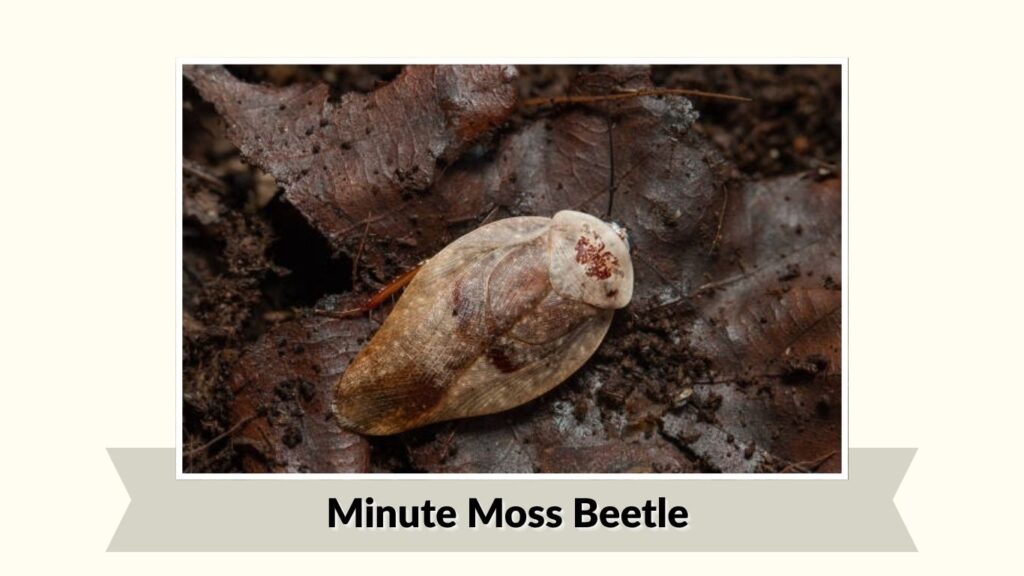 Minute Moss Beetle