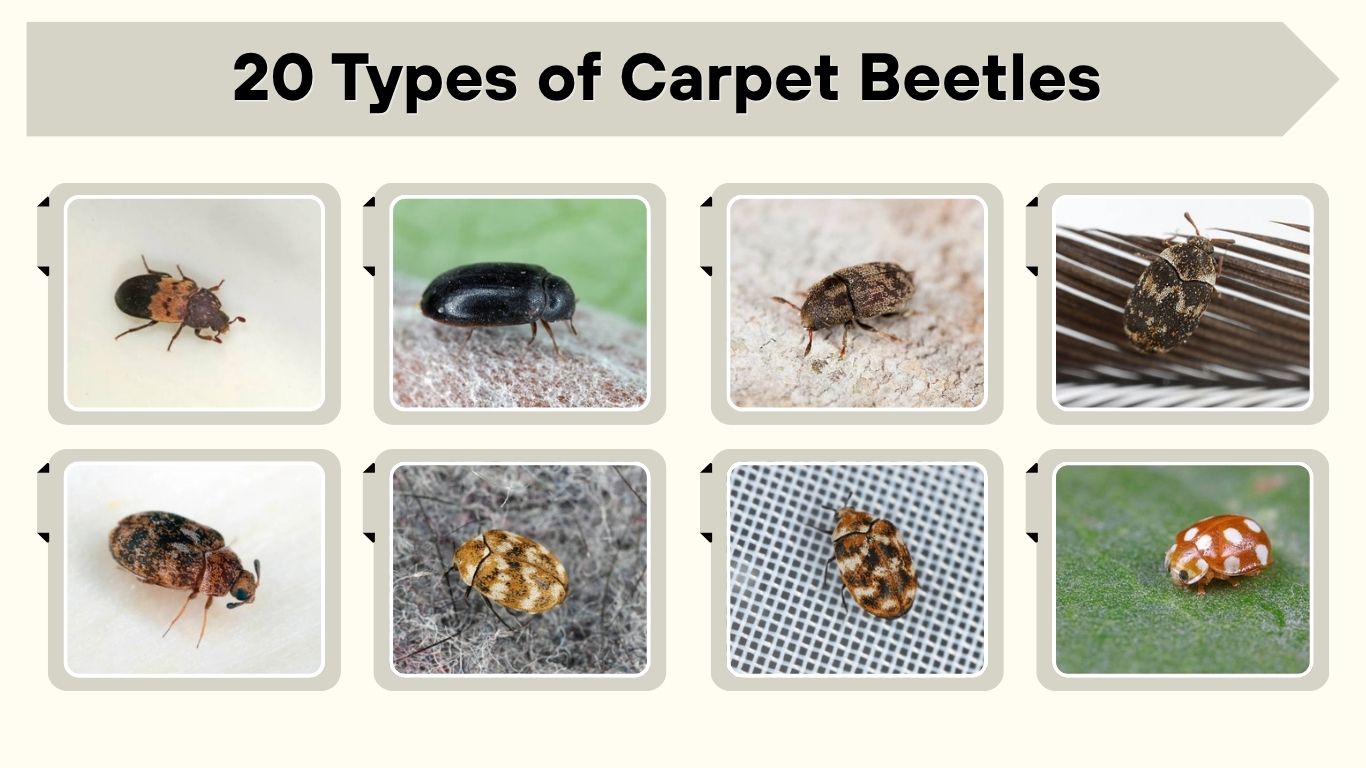 20 Types of Carpet Beetles: Identification, Habitat, and Facts