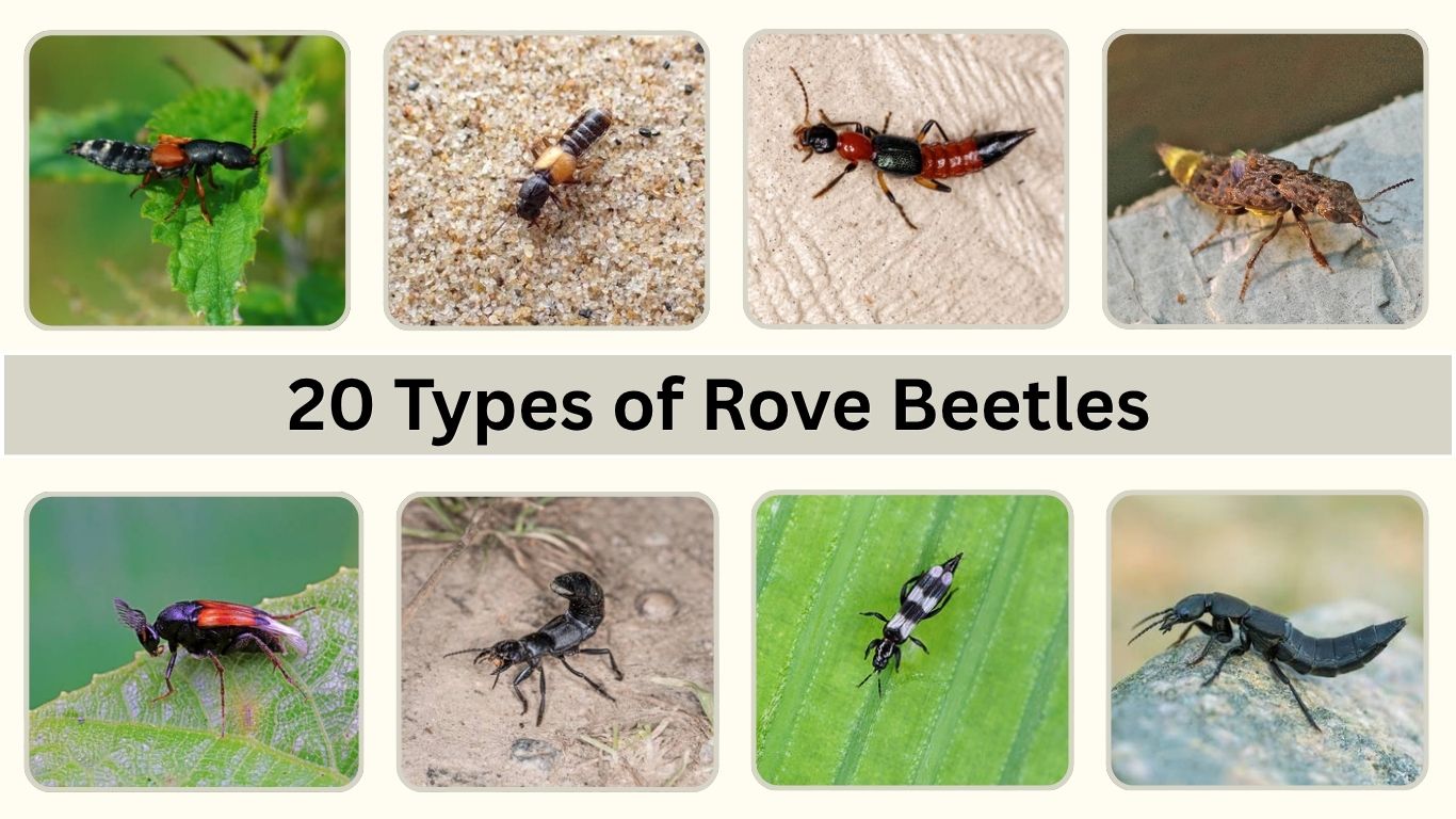 20 Types of Rove Beetles: Id, Pictures, Habitat, Diet & Lifecycle