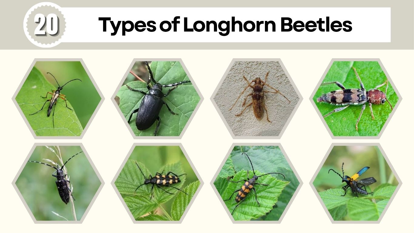 20 Types of Longhorn Beetles: Id, Pictures, Habitat & Life Cycle