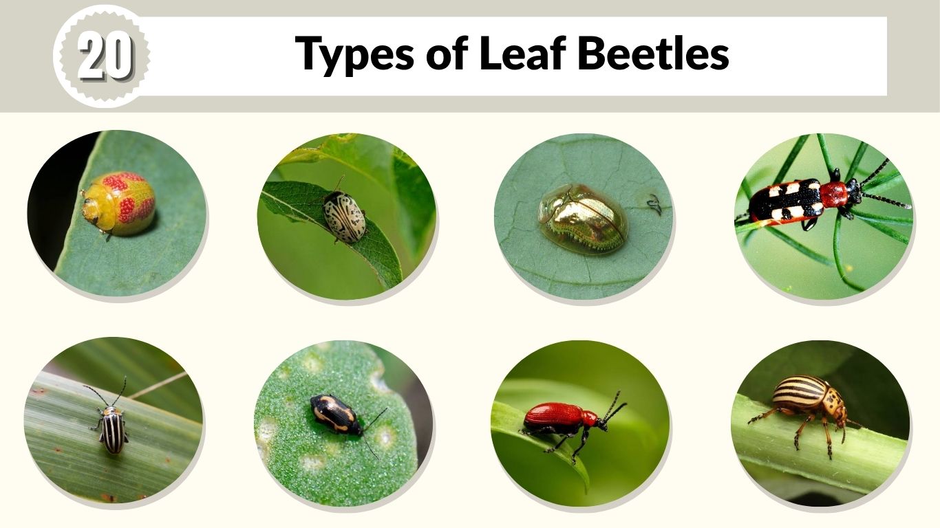 20 Types of Leaf Beetles: Identification and Facts