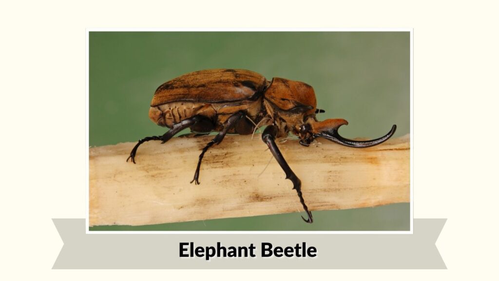 Elephant Beetle