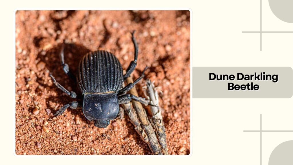 Dune Darkling Beetle