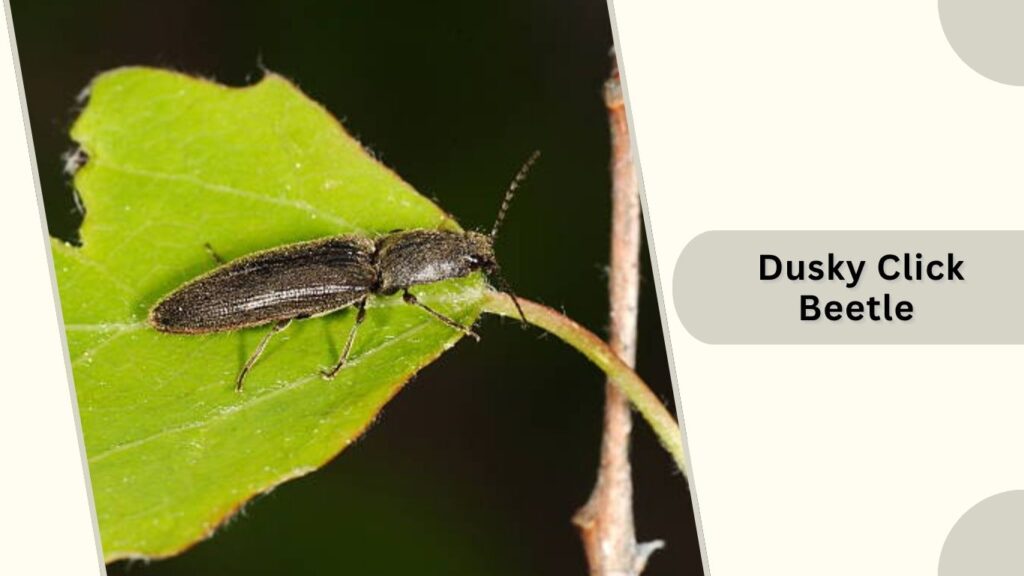 Dusky Click Beetle