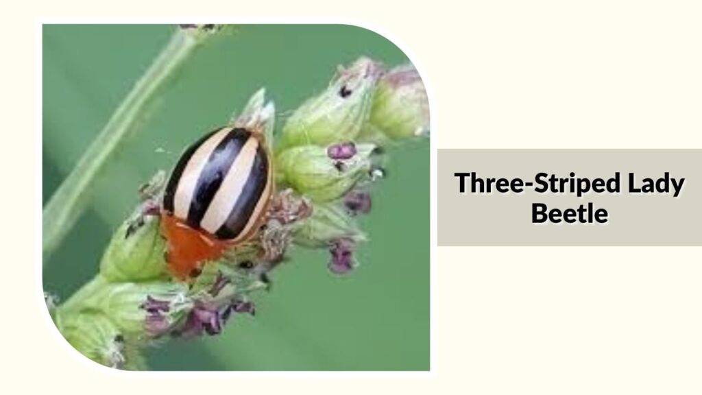 Three-Striped Lady Beetle