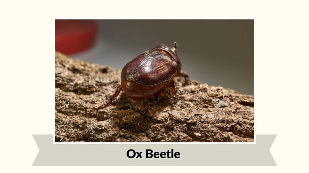 Ox Beetle