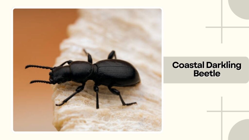 Coastal Darkling Beetle