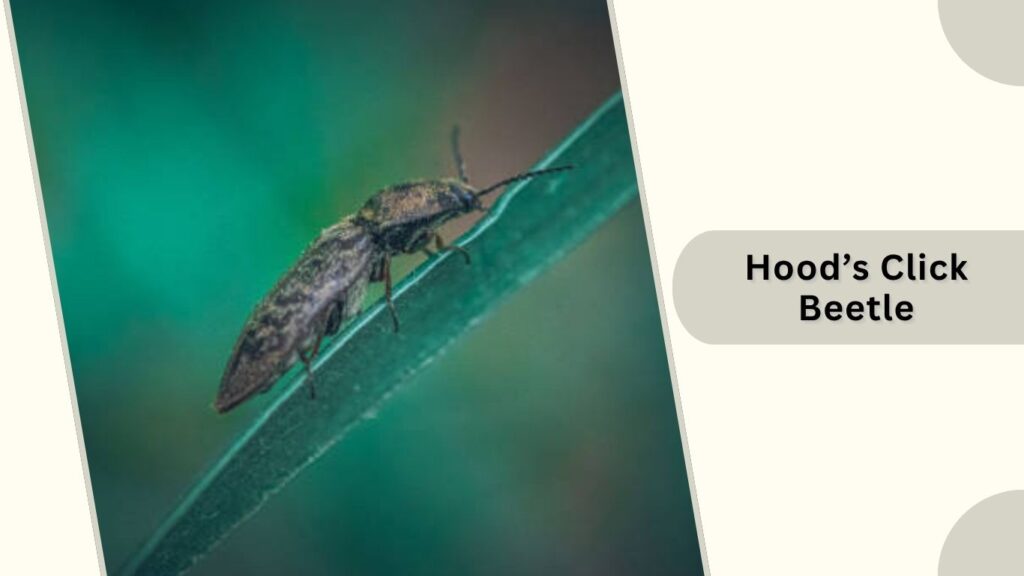 Hood’s Click Beetle