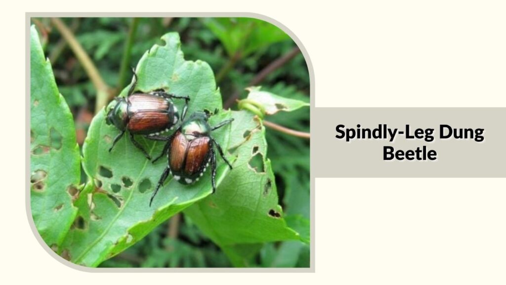  Spindly-Leg Dung Beetle