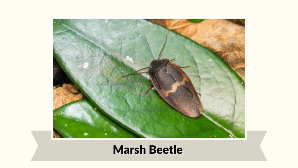  Marsh Beetle