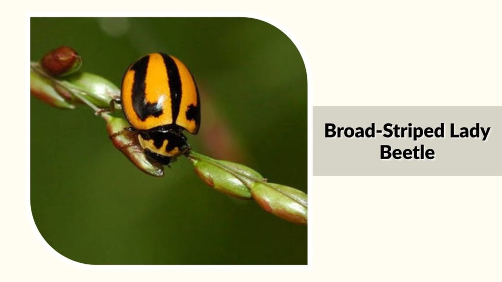 Broad-Striped Lady Beetle