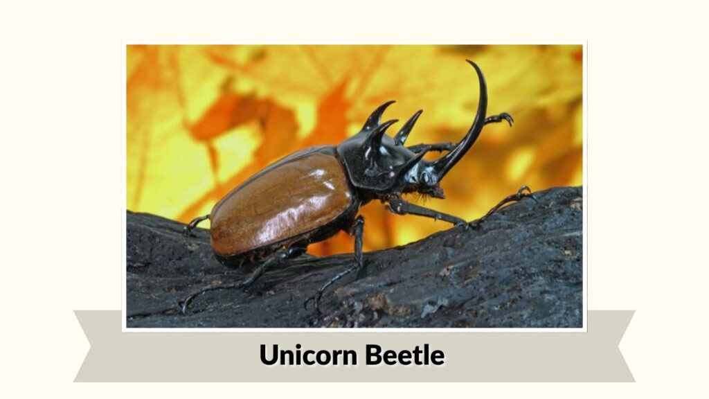 Unicorn Beetle